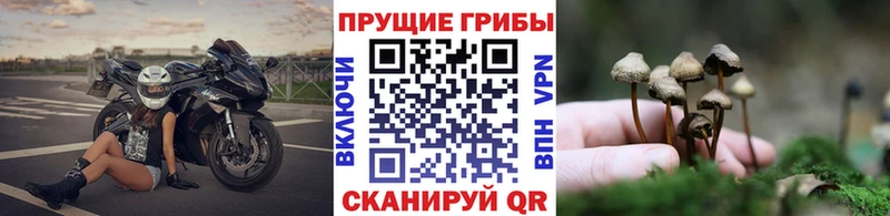 Галлюциногенные грибы GOLDEN TEACHER  площадка Telegram  Заводоуковск 